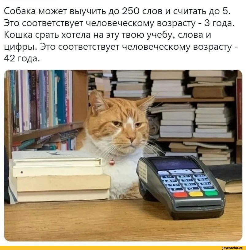 ﻿Собака может выучить до 250 слов и считать до 5. Это соответствует человеческому возрасту - 3 года. Кошка срать хотела на эту твою учебу, слова и цифры. Это соответствует человеческому возрасту -42 года.