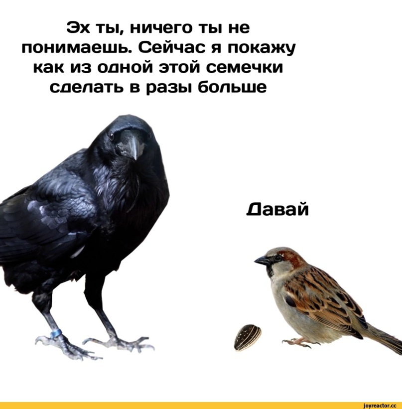 ﻿Эх ты, ничего ты не понимаешь. Сейчас я покажу как из олной этой семечки соелать в разы больше,Квазар комикс,Смешные комиксы,веб-комиксы с юмором и их переводы,длиннопост