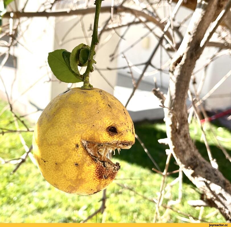 ﻿	ï	
vlWÍ*,Парейдолия,лимон,Pareidolia,lemon